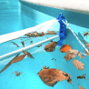 Épuisette de surface flottante PLATYPOOL – Nettoyage rapide et efficace